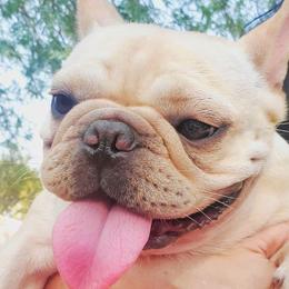 Vanya - French Bulldog