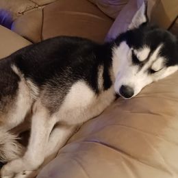 Siberian Huskies from Stephanie's Siberian Huskies