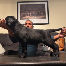 Flora - Labrador Retriever