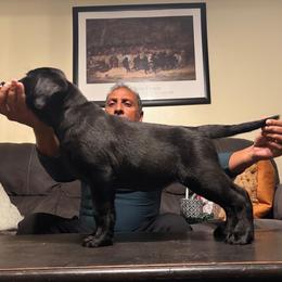 Flora - Labrador Retriever