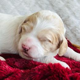 Puppy 1 -Pink Collar - Buff and white female Cockapoo puppy in Ankeny, Iowa from Maple’s Cockapoo's and Libby's Schnauzer Puppies