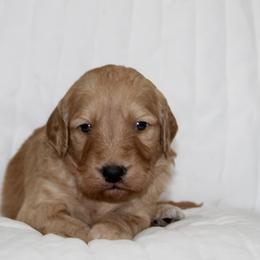 Goldendoodle Puppies from Silver Barn Doodles