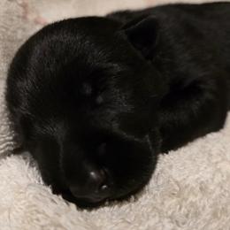 Male4 - Black male Scottish Terrier puppy in Conroe, Texas from Scotch McLaren Terriers