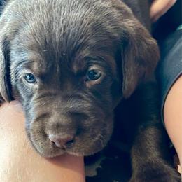 Reese's (orange collar) - Chocolate male Labrador Retriever puppy in Bandera, Texas from The Sugar & Spice Ranch Labrador Retrievers