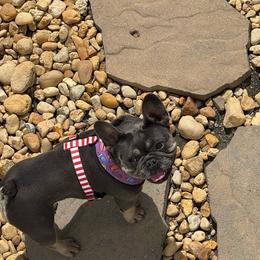 Sutton - French Bulldog