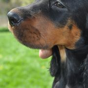 German Shorthaired Pointers and Gordon Setters from Pointsetter Farm