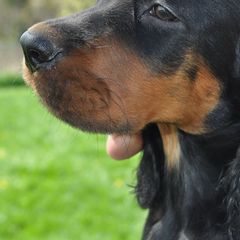 German Shorthaired Pointers and Gordon Setters from Pointsetter Farm