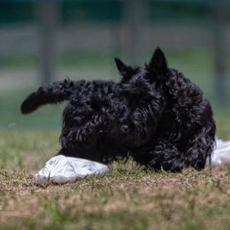 Scottish Terriers from Broken S Scotties