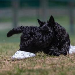 Scottish Terriers from Broken S Scotties