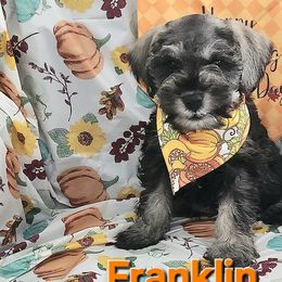 Franklin - Schnoodle puppy from Smart Schnauzers & Schnoodles