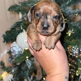 Max - Dapple male Dachshund puppy in Mtn Rest, South Carolina from Stocktons Doxies & Poodles
