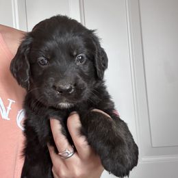 Boy 4 - male Golden Mountain Dog puppy in Wyoming from Great Basin BMD