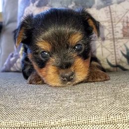 Yorkshire Terrier Puppies from Louie yorkie crustables