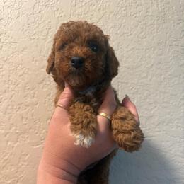 AKC boy 2 - Red  male Poodle puppy in Southwest Ranches, Florida from Herringbone ‘s Poodles