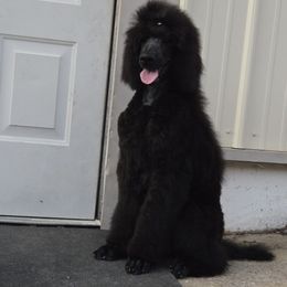 Poodle puppies from Little Apple Standard Poodles