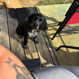 English Springer Spaniel Puppies from Cherokee Springers of NWFL