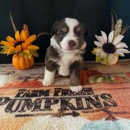 Willow - Red & white female Miniature Australian Shepherd puppy in Oroville, Washington from High Mountain Aussies