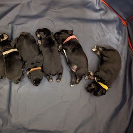 Miniature Schnauzer Puppies from Menage Miniatures