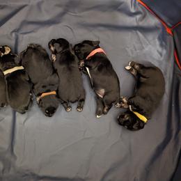 Miniature Schnauzer Puppies from Menage Miniatures