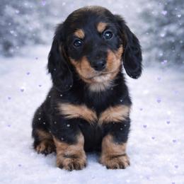 Bridger - Black and tan male Dachshund puppy in Alexander, North Dakota from Wild Rose Ridge Doxies