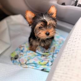 Rose - Black and tan female Yorkshire Terrier puppy in Salem, Oregon from PNW Dynasty Poms