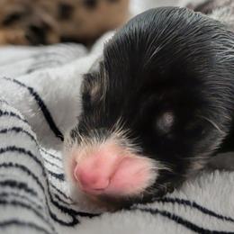 Pinky Pie - Black and cream female Dachshund puppy in Columbus, Ohio from Bumpkins Dachshunds
