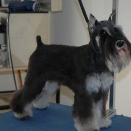 Miniature Schnauzer All Grown Up from Saxony Miniature Schnauzers