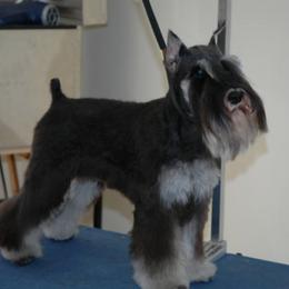 Miniature Schnauzer All Grown Up from Saxony Miniature Schnauzers