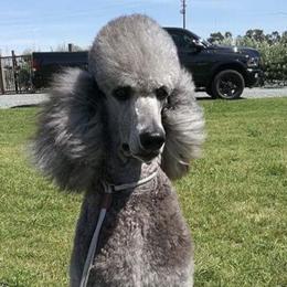 Max - Poodle