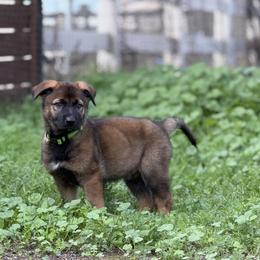 Green boy - Sable male German Shepherd puppy in Riverside, California from Von Der Sagobi