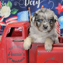 Blue Merle-3 - Blue merle male Miniature Australian Shepherd puppy in Ronan, Montana from Dirt Road Aussie’s of Montana