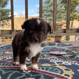 Bolt - Red tri male Toy Australian Shepherd puppy in Dayton, Washington from Columbia Coast Toy & Mini Aussies