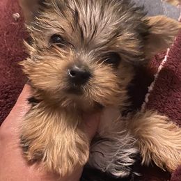 Yorkshire Terrier Puppies from Alaska’s Baby Yorkies