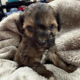 Macaron - Sable male Schnoodle puppy in Creston, Ohio from Royal Crown Keeper LTD