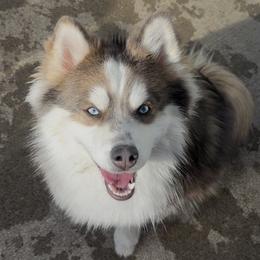 Kirby - Pomsky