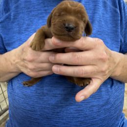 Green collar - Mahogany male Irish Setter puppy in Choctaw, Oklahoma from Heartland Irish Setters