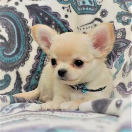 Chihuahua Puppies from Bravo Chihuahuas