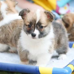 Firefly - Red female Pembroke Welsh Corgi puppy in Plains, Montana from Diamond Corgis