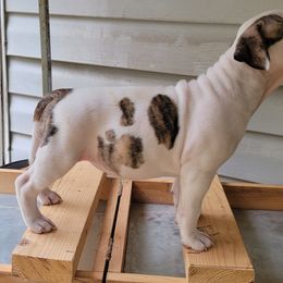 American Staffordshire Terrier Puppies from Kayo Kennel