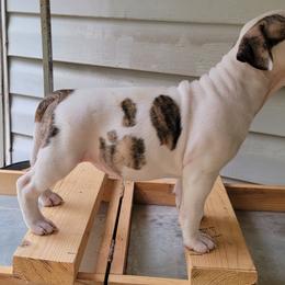 American Staffordshire Terrier Puppies from Kayo Kennel