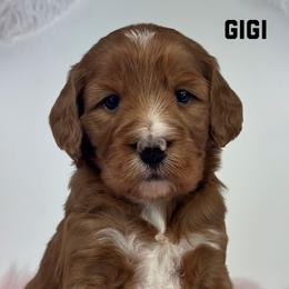 Gigi - Red  female Goldendoodle puppy in Milford, Indiana from Railway Acres Kennel