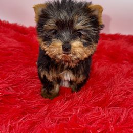 Yorkshire Terrier Puppies from The Royal Yorkie Den LLC