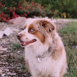 Ace - Miniature Australian Shepherd