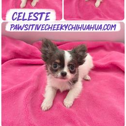 Celeste - Blue and tan female Chihuahua puppy in Williamsburg, Virginia from PAWSitive Cheeky Chihuahuas