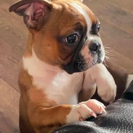 Boston Terriers and French Bulldogs from H & H Boston Terriers and French Bulldogs