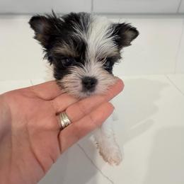 Boq - Black tan and white male Biewer Terrier puppy in Cartersville, Georgia from Alpha Tiny Paws