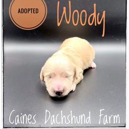 Woody - Cream male Dachshund puppy in Cincinnati, Ohio from Caines Dachshund Farm