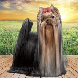 Ali - Yorkshire Terrier