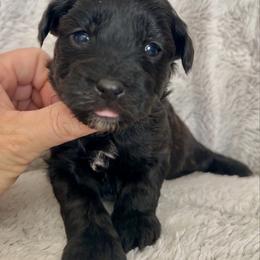 Max - Black male Yorkipoo puppy in New Britain, Connecticut from Goldendoodles Stars LLC