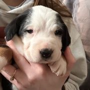 Girl 2 - Greater Swiss Mountain Dog puppy in Lower Burrell, Pennsylvania from Polyanna’s GSMD